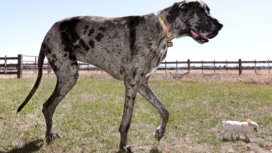 Imagem relacionada 2